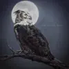 Steve Shaw - Owl and the Moon - Single